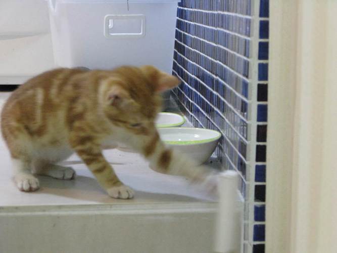 猫咪发情期呕吐，猫咪发情期呕吐是什么原因引起的？