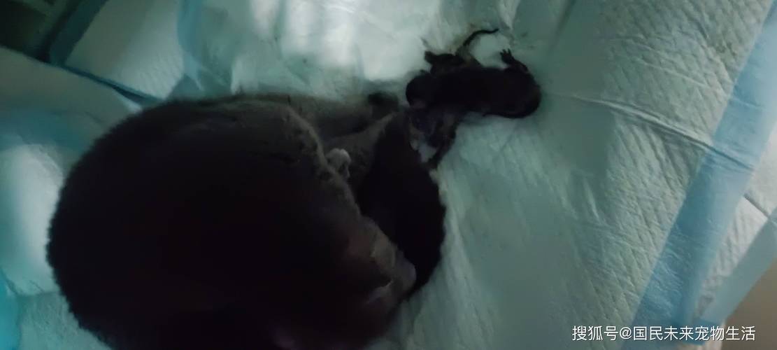 猫发情期呕吐?