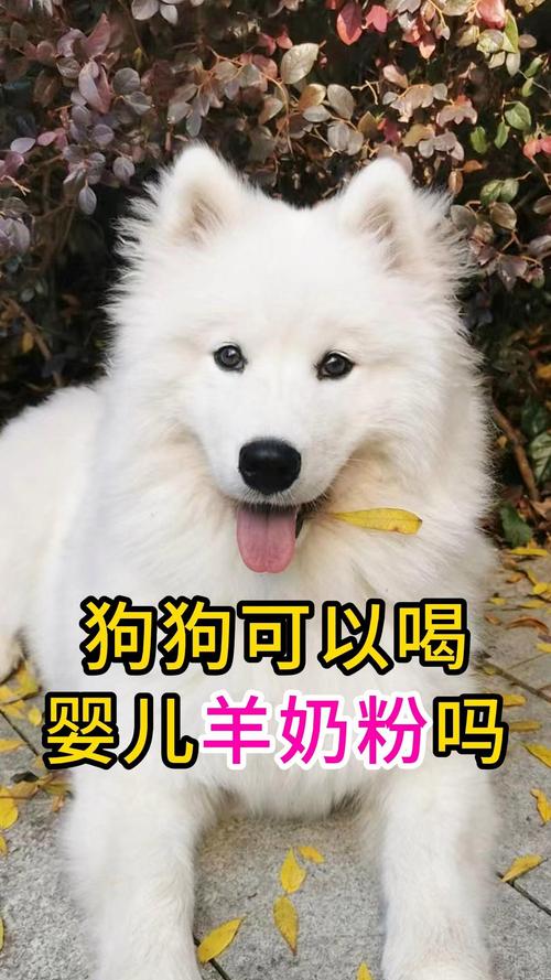 狗狗可以喝婴儿羊奶粉吗