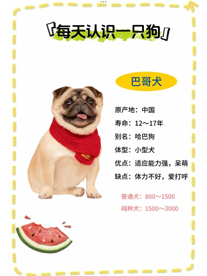 哈巴狗(巴哥)多少钱一只?