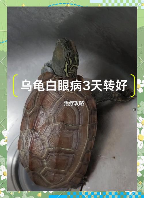 乌龟同时得了白眼病同腐皮病,该如何治??