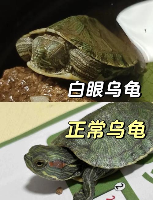黄缘脸上腐皮容易死吗