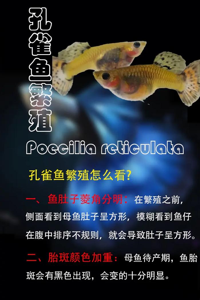 我的孔雀鱼是什么品种?还是杂交的?