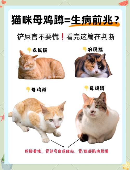 怎样训练猫咪用蹲厕?