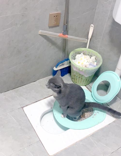 怎么教小猫用马桶或蹲厕?我家不用猫砂,能不能直接教它用啊?