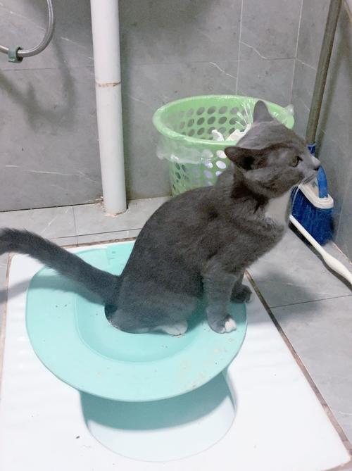 如何训练宠物猫在厕所大小便