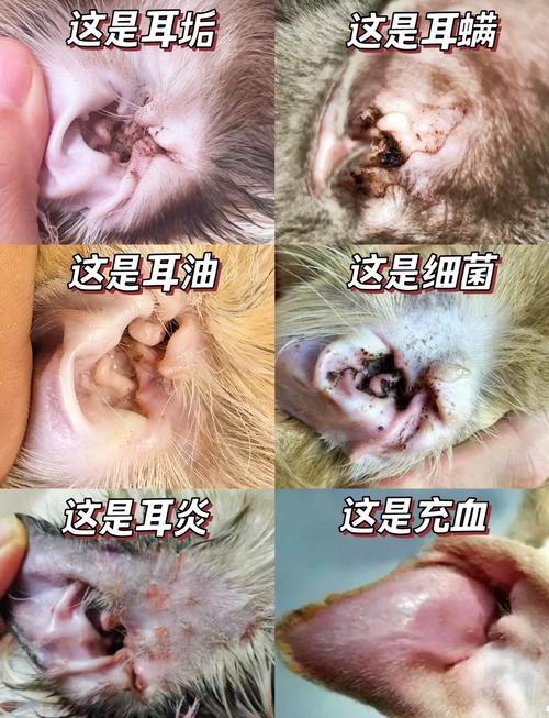 怎样知道猫咪是否有耳螨?