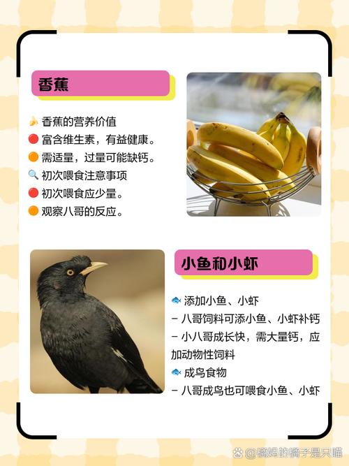 八哥喜欢吃什么食物比较好
