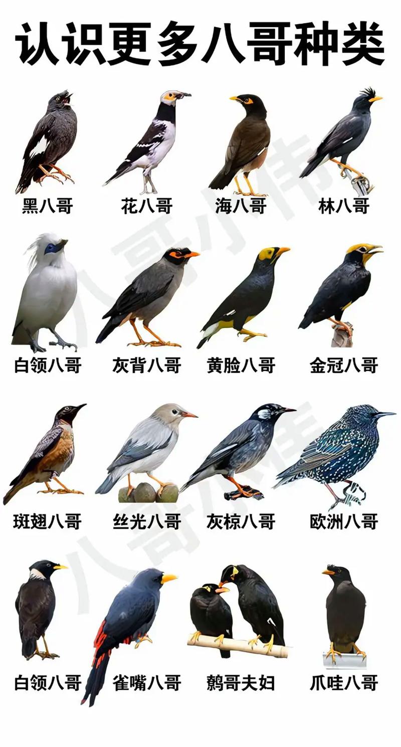 八哥鸟喜欢吃什么