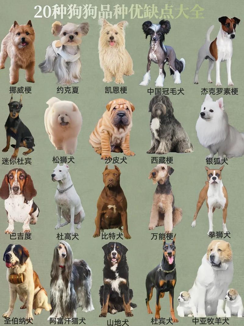巴尔干猎犬多少钱一只?