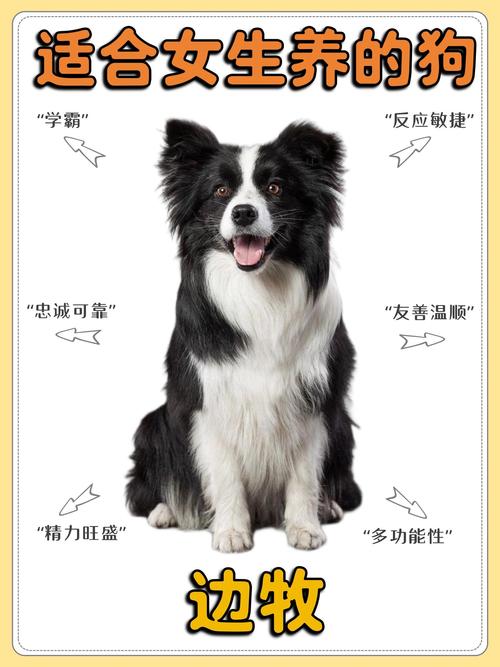 巴尔干猎犬贵还是边牧贵