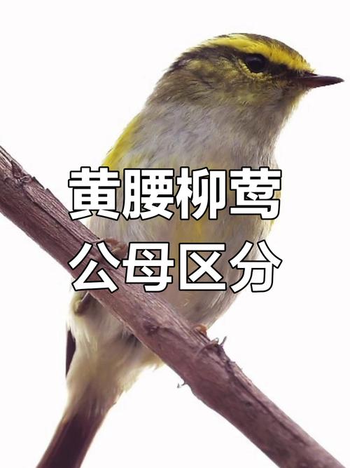 黄腰柳莺公母辨别，黄腰柳莺保护级别