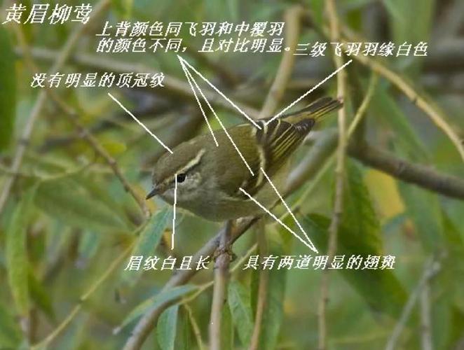 柳莺怎么分公母?