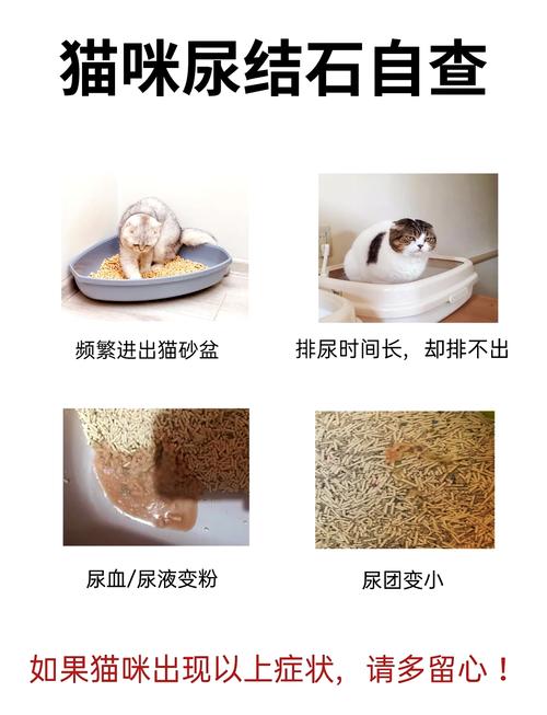 猫咪为什么会得尿结石，猫得尿结石什么原因引起的？