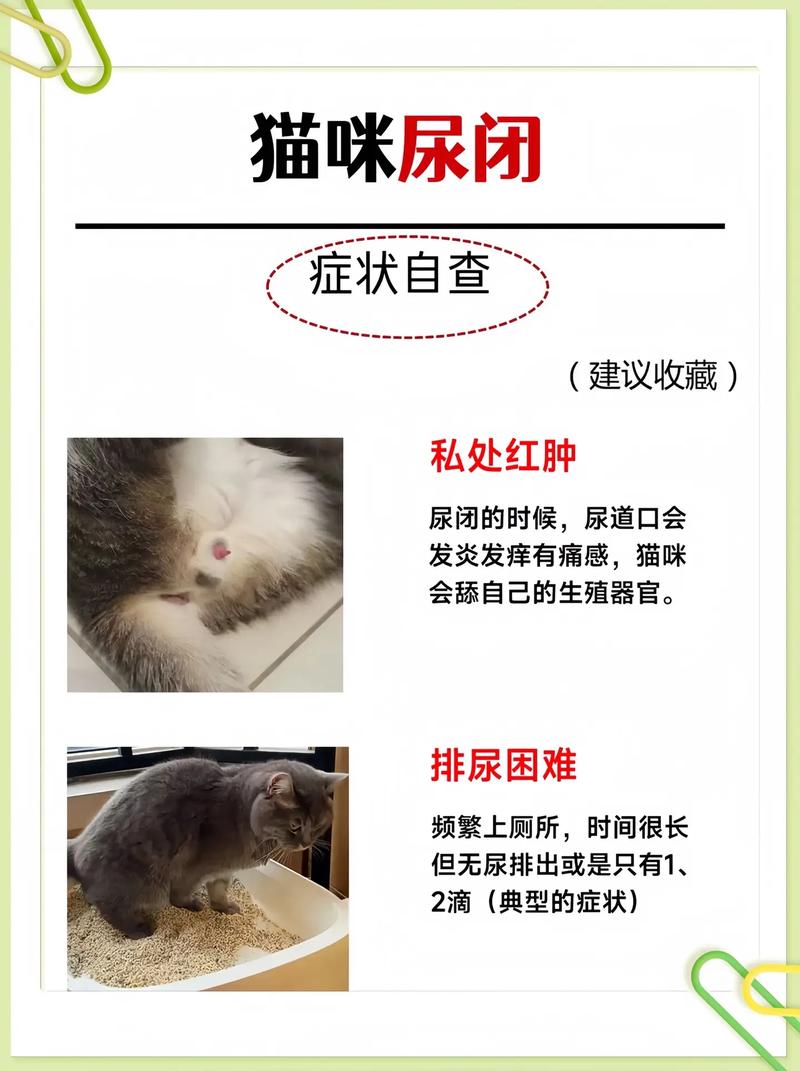 猫咪因为什么得尿道结石