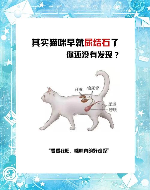 为什么猫咪容易得尿结石