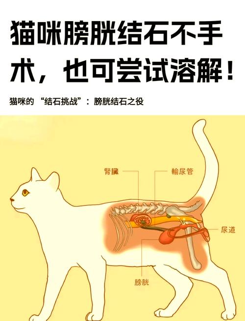 为什么猫咪会得尿结石呢