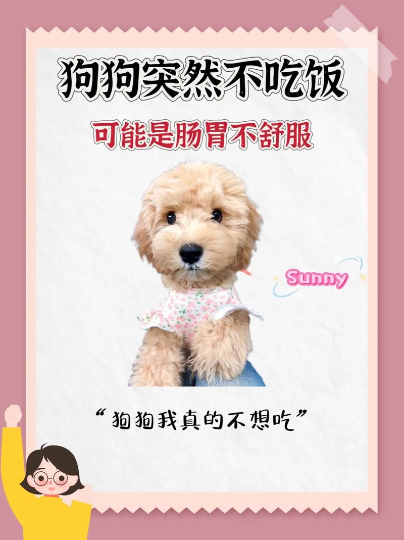 狗狗吃饭但不拉屎,怎么办?