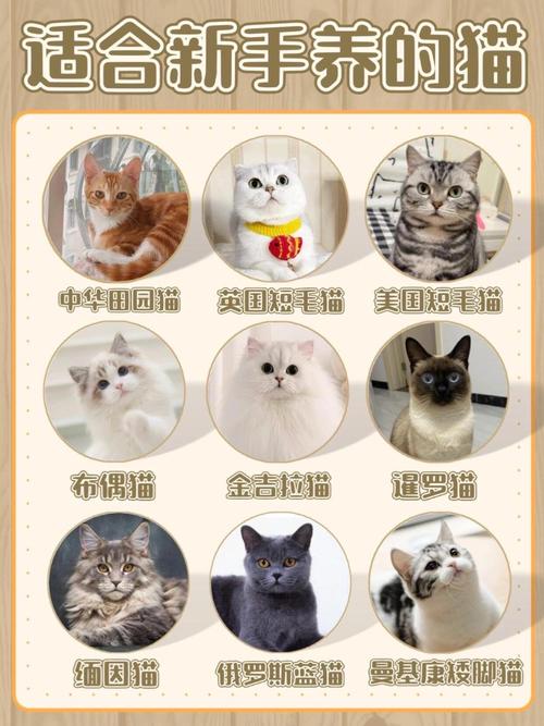 什么猫100元以内?