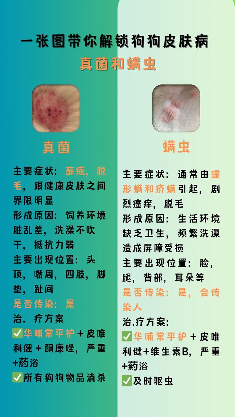 狗狗身上有螨虫怎么办