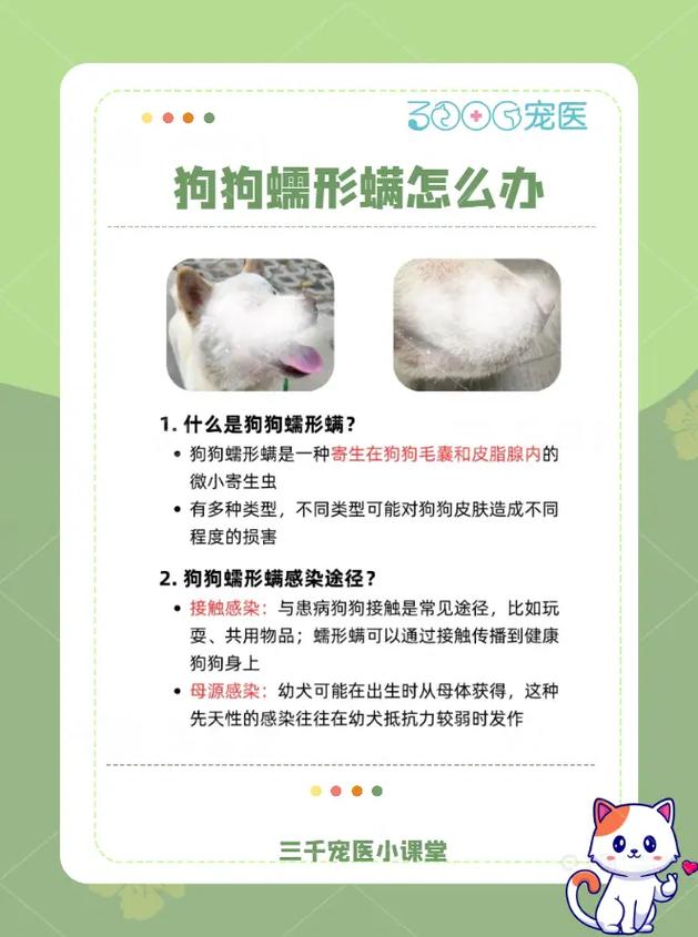 小狗身上有螨虫怎么治