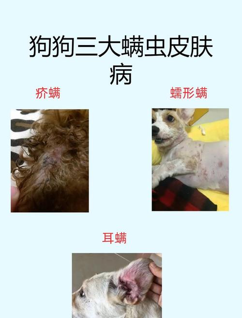 狗狗身上有螨虫怎么治疗?