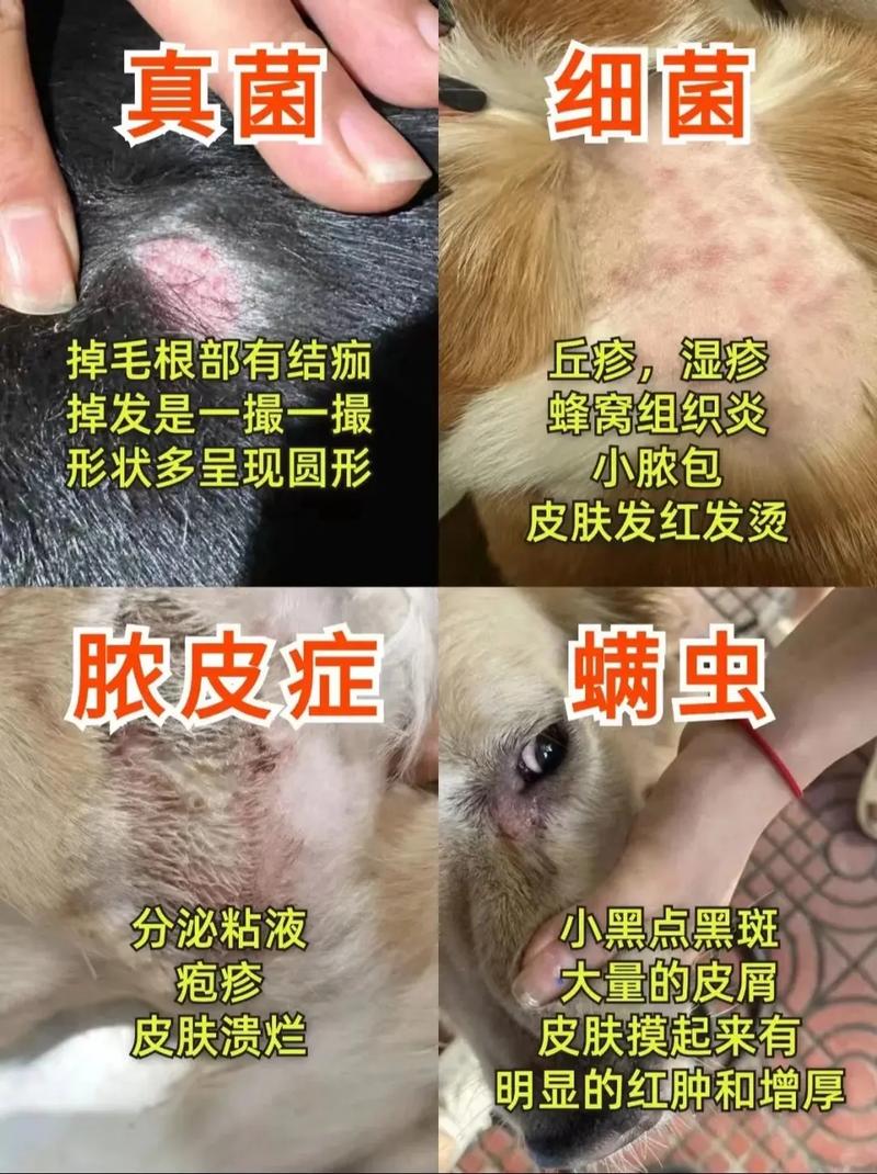 狗狗身上有螨虫怎么治疗好得快?