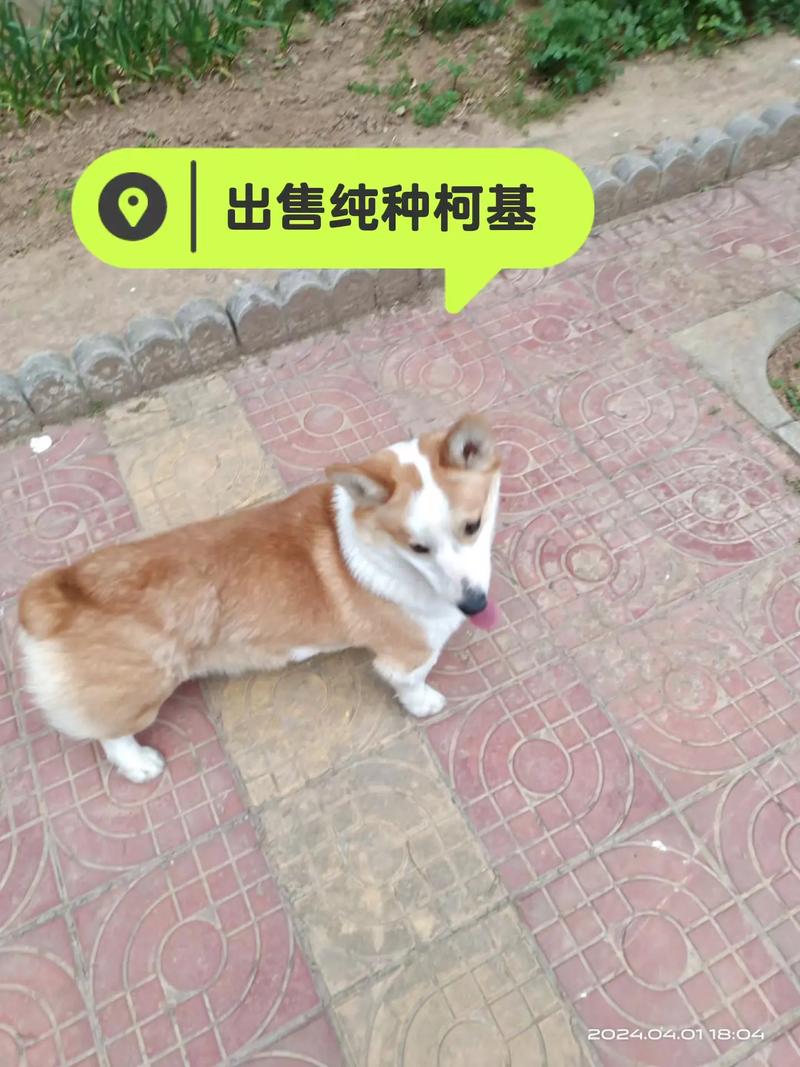 柯基卖2000靠谱吗