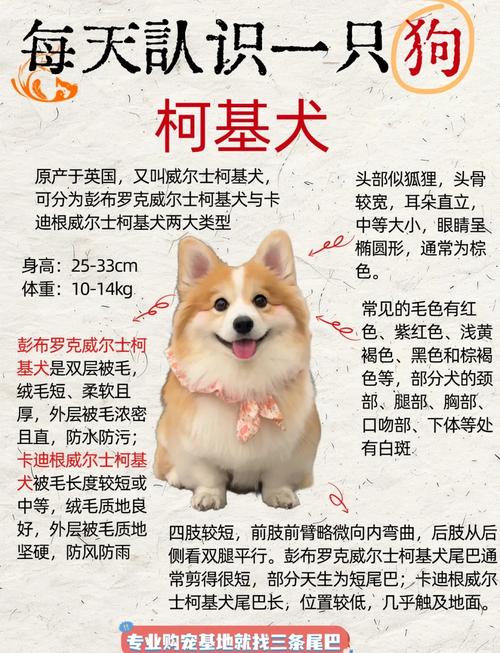 一只普通柯基大概多少钱?