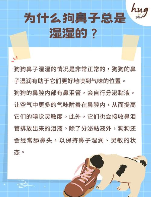 狗的鼻子为什么是湿的