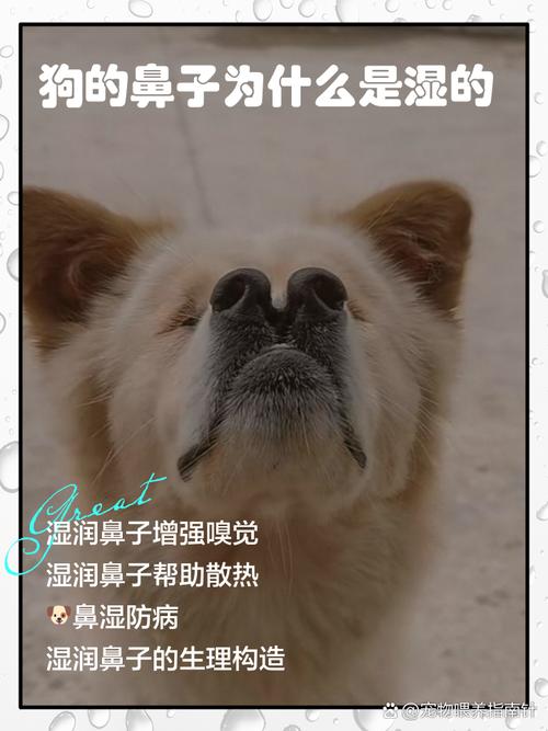 狗狗鼻子为什么很湿