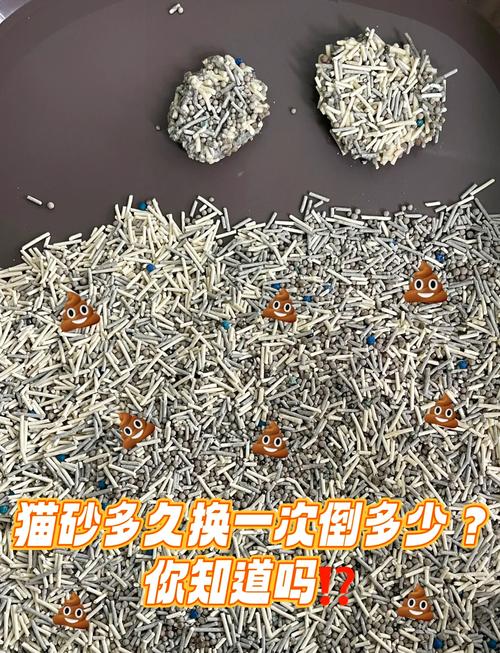 小猫的猫砂多久换一次