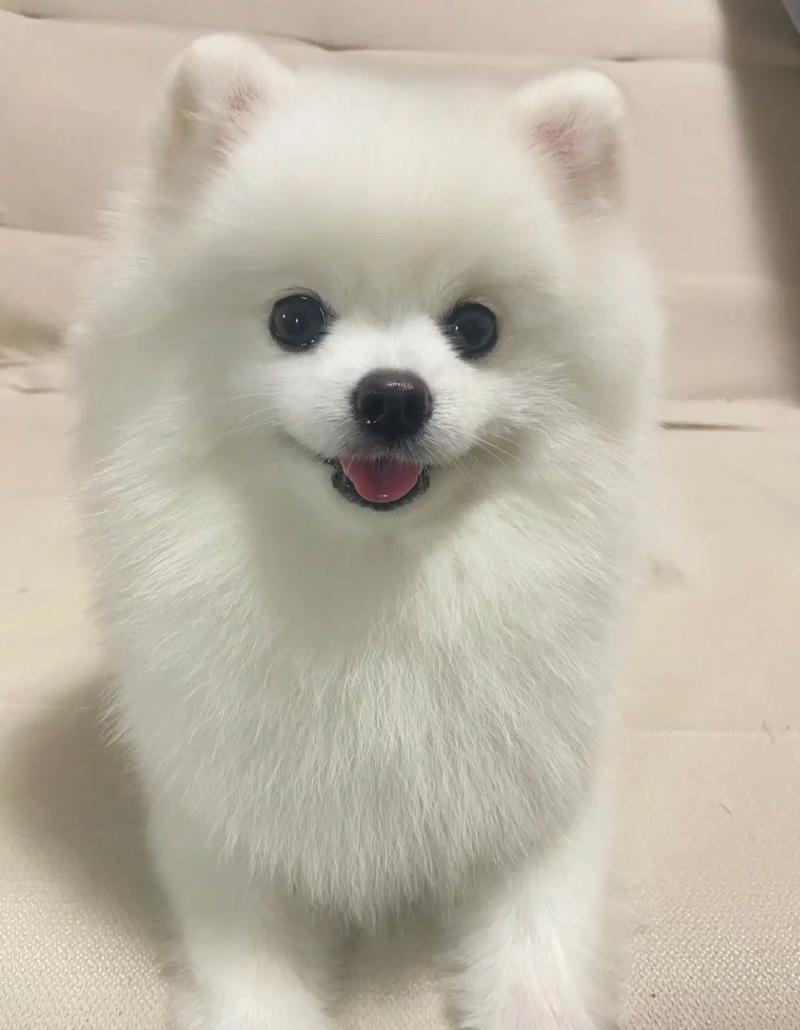 博美犬好养吗?