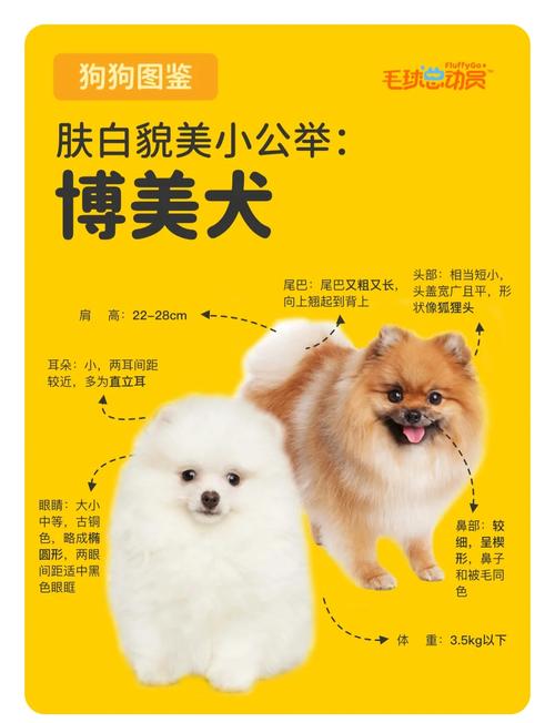 博美犬好养吗?优缺点有哪些
