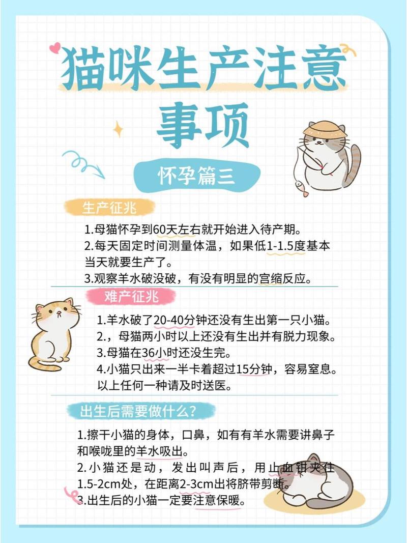 母猫初次生产要注意什么