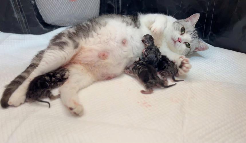 猫咪生产前为什么嗷嗷叫?生小猫要注意什么?