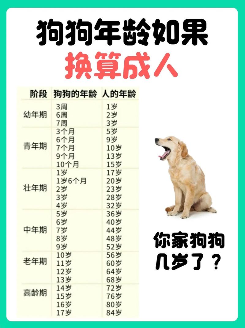 狗狗一岁等于人的几岁??