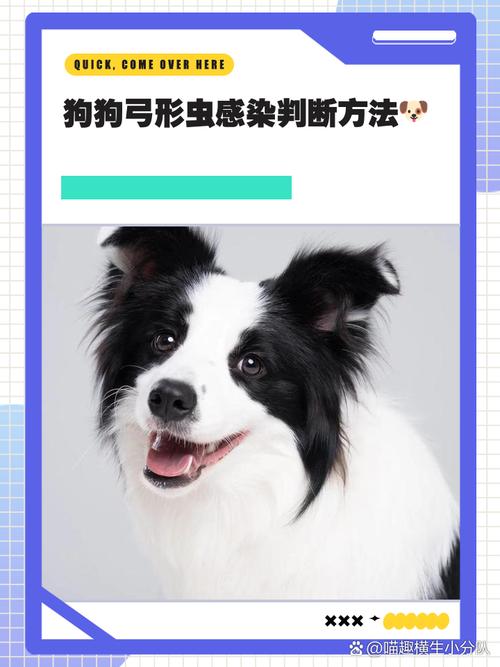 怎么判断狗狗有弓形虫病