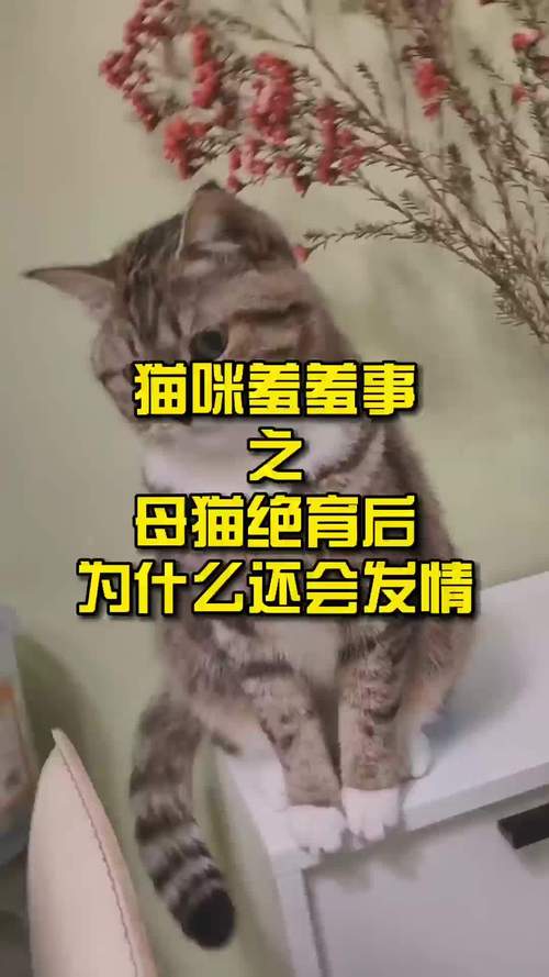 我家小母猫几个月大就发情了怎么办?