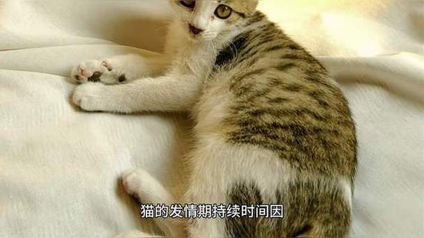 母猫第一次发情是第几个月开始