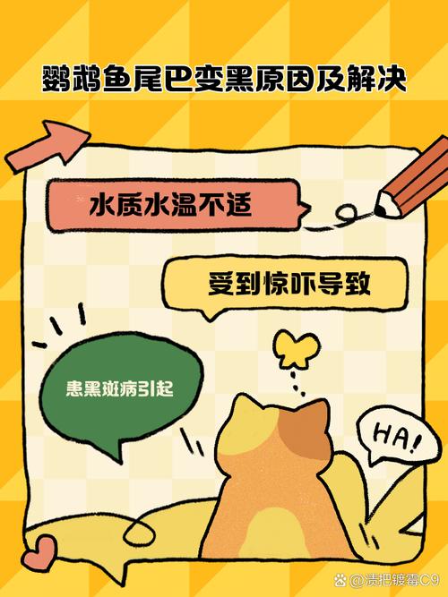 鹦鹉鱼变黑了怎么办
