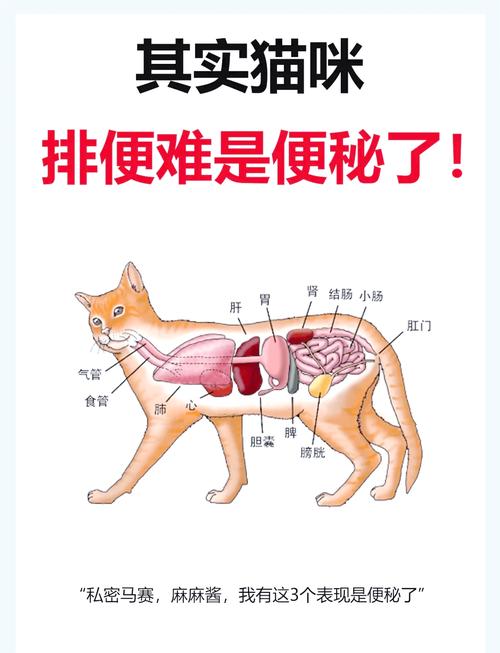 猫咪便秘怎么办啊，猫咪便秘怎么办啊吃什么药？