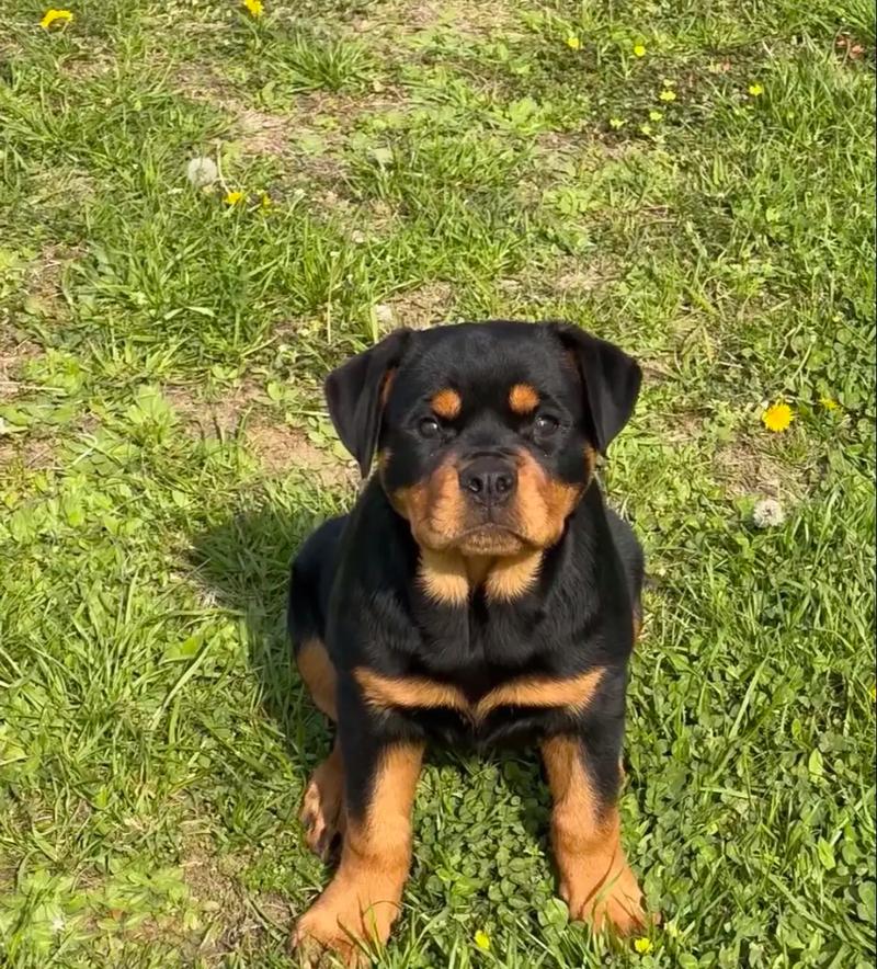100元罗威纳幼犬，精品罗威纳幼犬