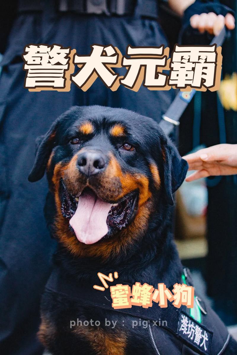 警犬多少钱一只?