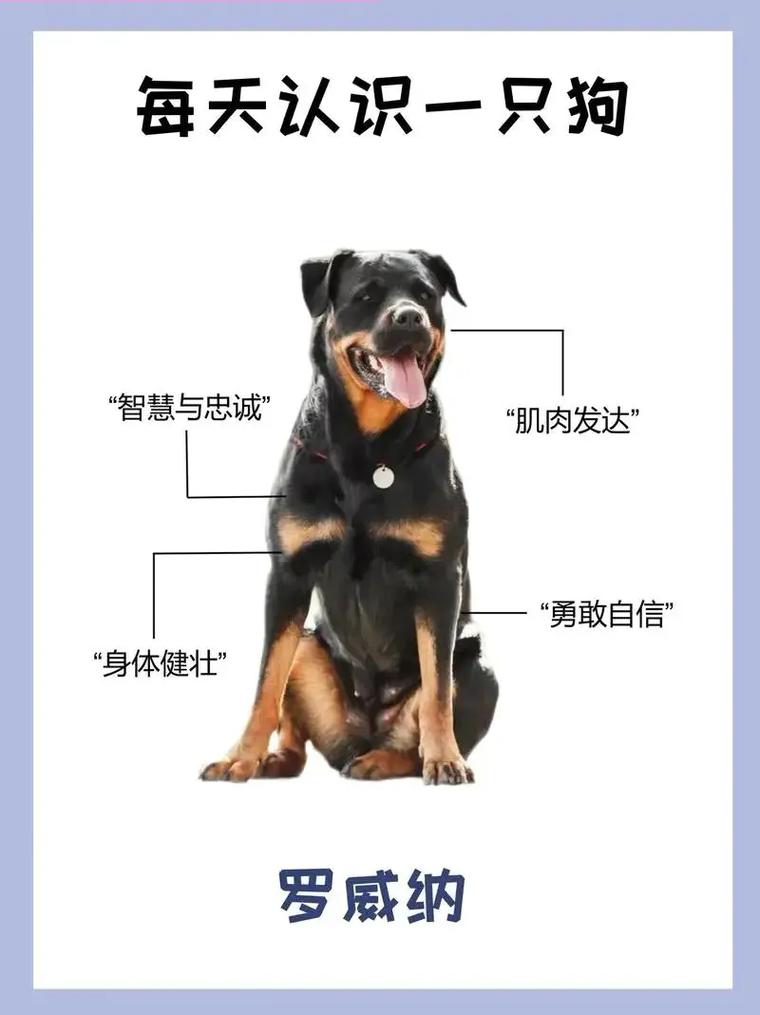 罗威纳怎么喂