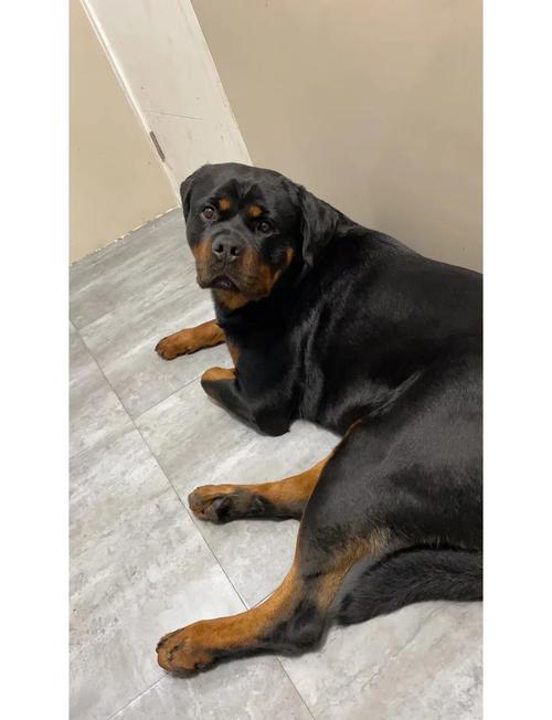 这都是误会罗威纳犬被你们误解了这么多年