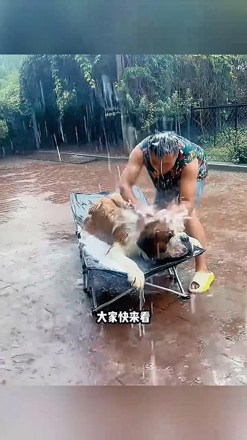 狗狗被雨淋了会怎么样，狗狗被雨水淋了用洗澡吗