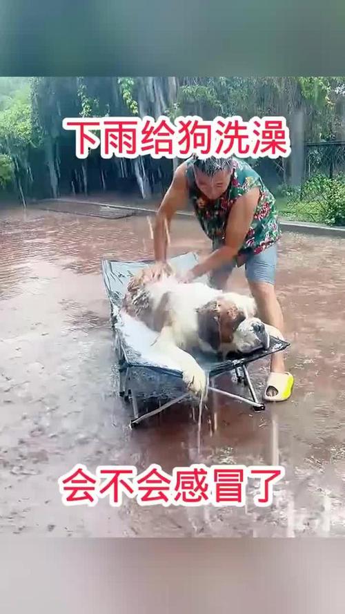 泰迪狗被雨淋了感冒了怎么办