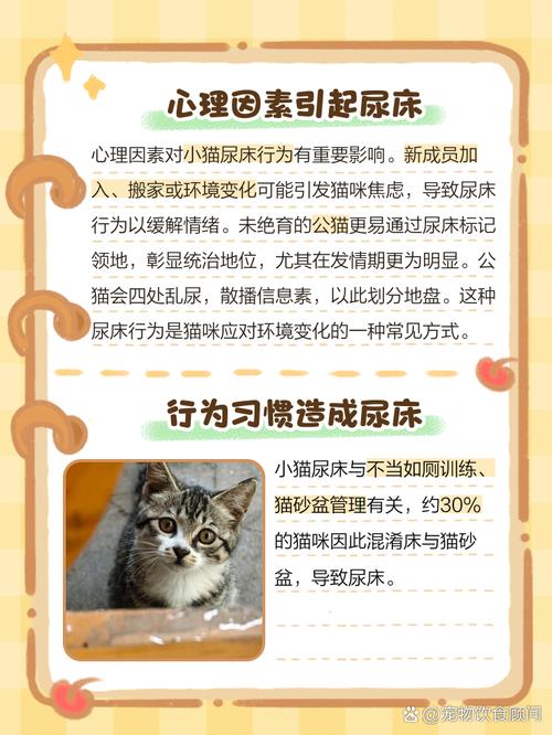 猫咪在床上乱尿的解决方法，猫在床上撒尿该怎么办？