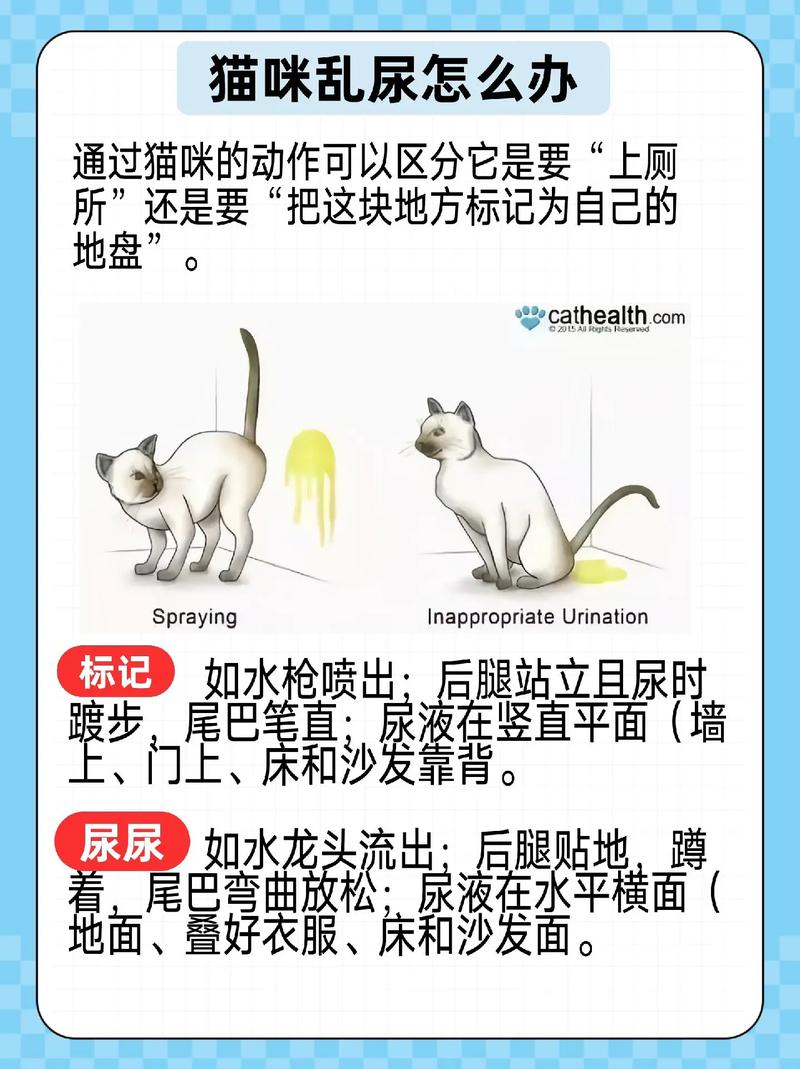 猫咪总是在床上乱尿,怎么消除床单上的气味?